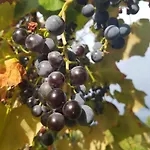 펜션 Garden 체르크니차
