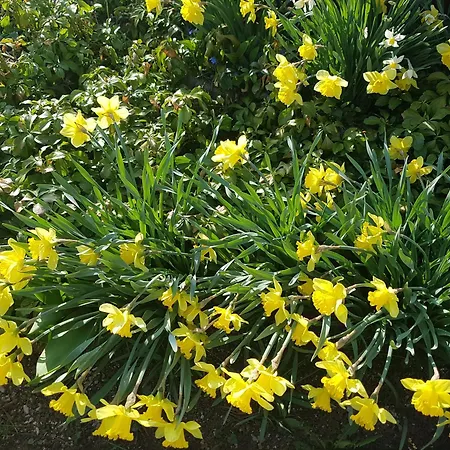 度假居 Garden 采尔克尼察