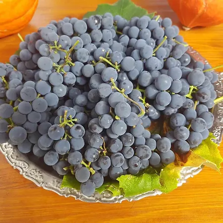 Garden * Церкница