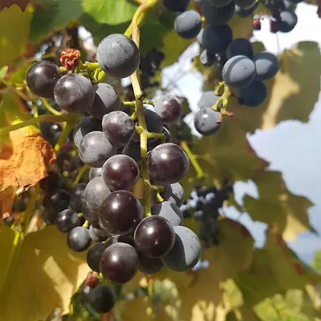 Дом отдыха Garden Церкница