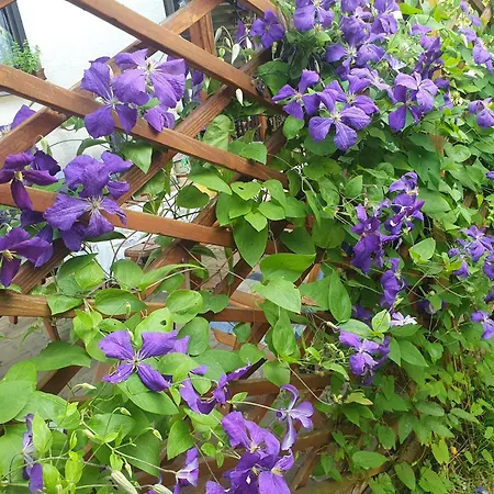 Garden * Церкница