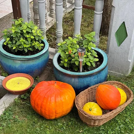 Garden 체르크니차