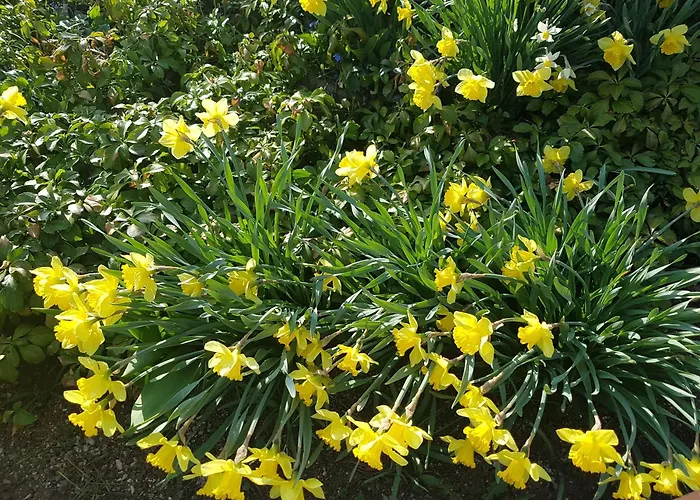 בית נופש Garden צרקניצה