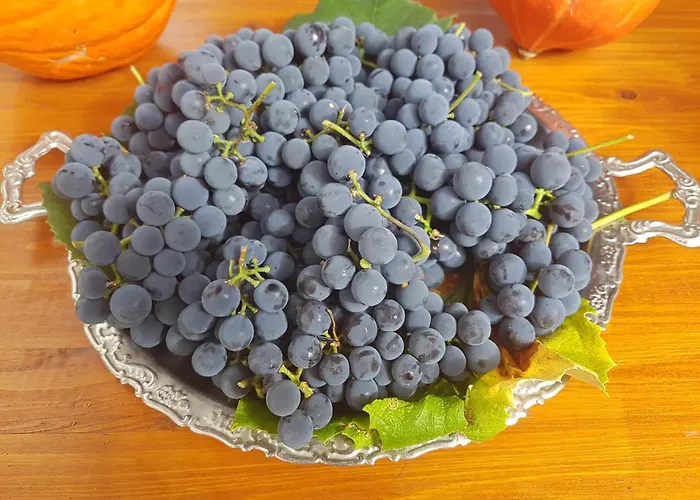 Garden * צרקניצה