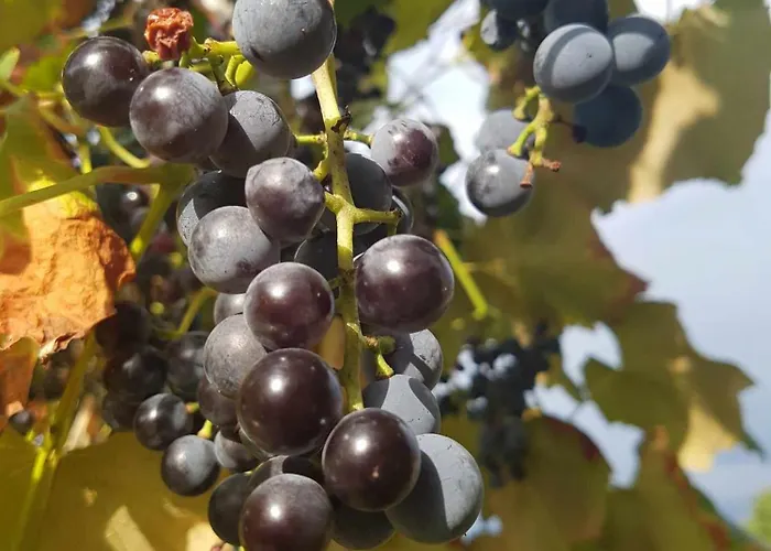 別荘 Garden ツェルクニツァ