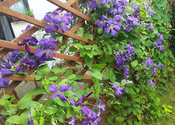 Garden * צרקניצה