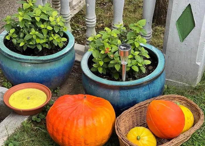 Garden צרקניצה